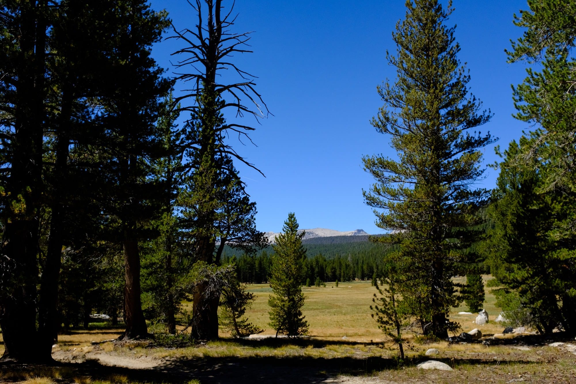 View of alpine meadows just before the climb to Donohue Pass